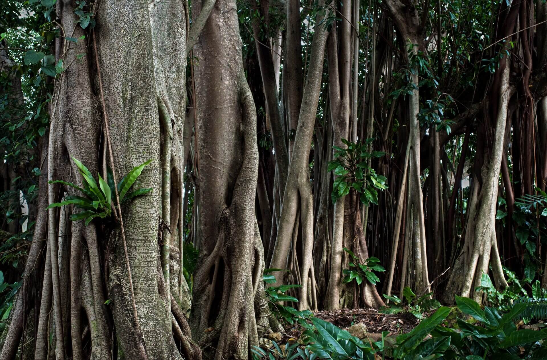 Natural rubber tree